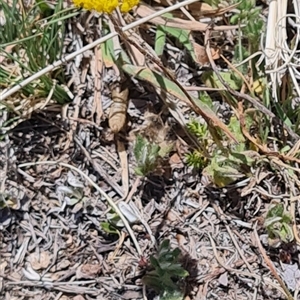 Leptorhynchos squamatus at Rendezvous Creek, ACT - 10 Nov 2024 12:07 PM