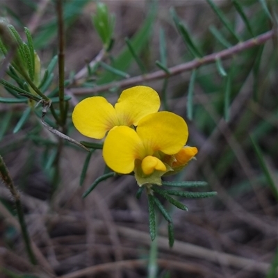 Dillwynia sericea (Egg And Bacon Peas) at Gundary, NSW - 20 Oct 2024 by RobG1