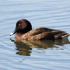Aythya australis (Hardhead) at Bonner, ACT - 10 Nov 2024 by KMcCue