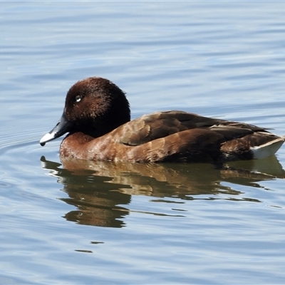 Aythya australis (Hardhead) at Bonner, ACT - 10 Nov 2024 by KMcCue