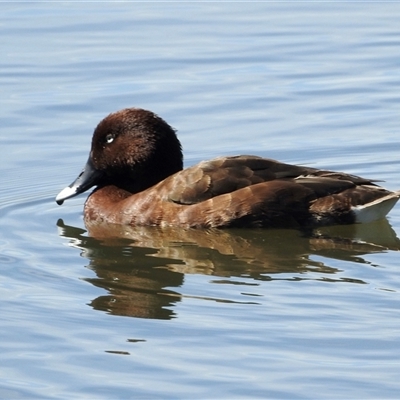 Aythya australis (Hardhead) at Bonner, ACT - 9 Nov 2024 by KMcCue