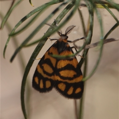 Asura lydia (Lydia Lichen Moth) at Hall, ACT - 10 Nov 2024 by Anna123