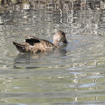 Anas gracilis (Grey Teal) at Bonner, ACT - 9 Nov 2024 by KMcCue