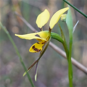 Diuris sulphurea at Gundary, NSW - 20 Oct 2024