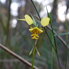 Diuris sulphurea at Gundary, NSW - suppressed