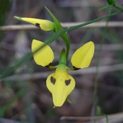 Diuris sulphurea at Gundary, NSW - 20 Oct 2024