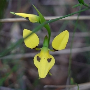 Diuris sulphurea at Gundary, NSW - 20 Oct 2024