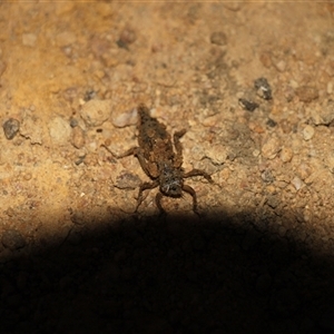 Libellulidae (family) at Cook, ACT - 10 Nov 2024 07:21 PM