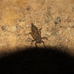 Libellulidae (family) at Cook, ACT - 10 Nov 2024 07:21 PM