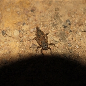 Libellulidae (family) at Cook, ACT - 10 Nov 2024 07:21 PM