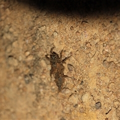 Libellulidae (family) at Cook, ACT - 10 Nov 2024 07:21 PM