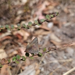 Paralucia aurifera (Bright Copper) at Bournda, NSW - 10 Nov 2024 by BethanyDunne