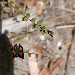 Paralucia aurifera at Bournda, NSW - 10 Nov 2024