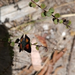 Paralucia aurifera at Bournda, NSW - 10 Nov 2024