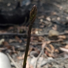 Dipodium sp. (A Hyacinth Orchid) at Bournda, NSW - 10 Nov 2024 by BethanyDunne