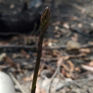 Dipodium sp. at Bournda, NSW - suppressed