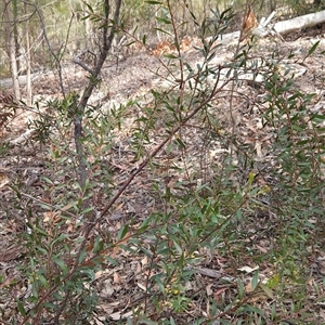 Daviesia mimosoides subsp. mimosoides at Bournda, NSW - 10 Nov 2024 01:36 PM