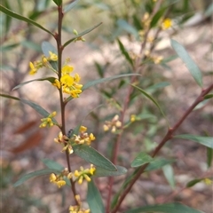 Daviesia mimosoides subsp. mimosoides at Bournda, NSW - 10 Nov 2024 01:36 PM