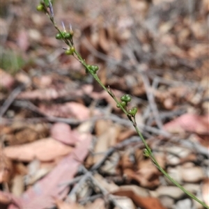 Caesia parviflora at Bournda, NSW - 10 Nov 2024