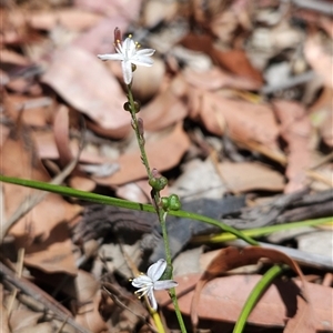 Caesia parviflora at Bournda, NSW - 10 Nov 2024