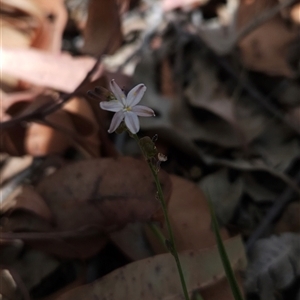 Caesia parviflora at Bournda, NSW - 10 Nov 2024 01:23 PM