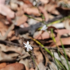 Caesia parviflora at Bournda, NSW - 10 Nov 2024