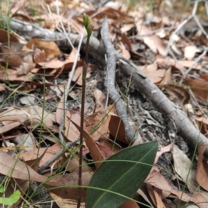 Cryptostylis sp. at Bournda, NSW - 10 Nov 2024