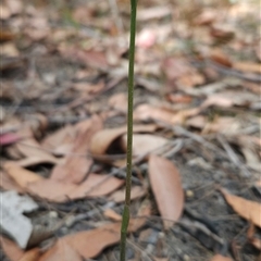Cryptostylis sp. at Bournda, NSW - suppressed