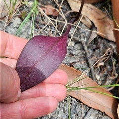 Cryptostylis sp. at Bournda, NSW - suppressed