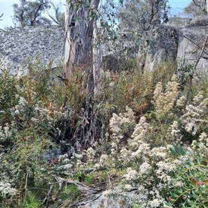 Olearia erubescens at Rendezvous Creek, ACT - 9 Nov 2024