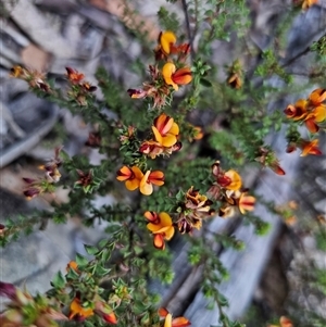 Pultenaea procumbens at Captains Flat, NSW - 10 Nov 2024 07:00 PM