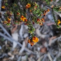 Pultenaea procumbens at Captains Flat, NSW - 10 Nov 2024 07:00 PM