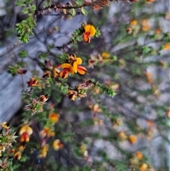 Pultenaea procumbens at Captains Flat, NSW - 10 Nov 2024 07:00 PM