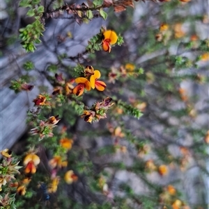 Pultenaea procumbens at Captains Flat, NSW - 10 Nov 2024 07:00 PM