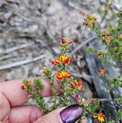 Pultenaea procumbens at Captains Flat, NSW - 10 Nov 2024 07:00 PM