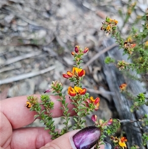 Pultenaea procumbens at Captains Flat, NSW - 10 Nov 2024