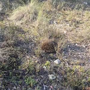 Tachyglossus aculeatus at Bungendore, NSW - suppressed