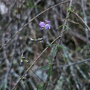 Glycine clandestina at Captains Flat, NSW - 10 Nov 2024 06:44 PM