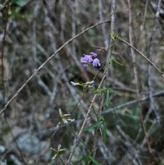 Glycine clandestina at Captains Flat, NSW - 10 Nov 2024 06:44 PM