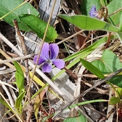 Viola betonicifolia (Mountain Violet) at Rendezvous Creek, ACT - 9 Nov 2024 by WalkYonder