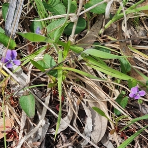 Viola betonicifolia at Rendezvous Creek, ACT - 9 Nov 2024