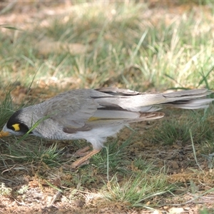 Manorina melanocephala at Barton, ACT - 3 Nov 2024