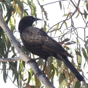 Corcorax melanorhamphos at Barton, ACT - 3 Nov 2024