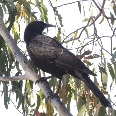 Corcorax melanorhamphos (White-winged Chough) at Barton, ACT - 3 Nov 2024 by MichaelBedingfield