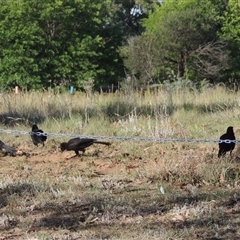 Corcorax melanorhamphos at Barton, ACT - 3 Nov 2024