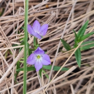 Veronica gracilis at Rendezvous Creek, ACT - 9 Nov 2024