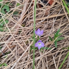 Veronica gracilis at Rendezvous Creek, ACT - 9 Nov 2024