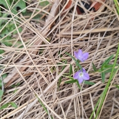 Veronica gracilis at Rendezvous Creek, ACT - 9 Nov 2024