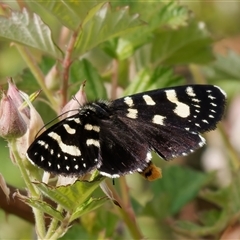 Phalaenoides tristifica (Willow-herb Day-moth) at Tharwa, ACT - 9 Nov 2024 by RomanSoroka