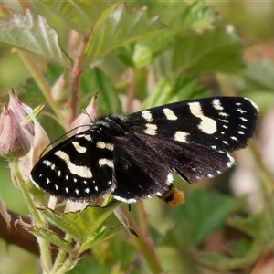 Phalaenoides tristifica at Tharwa, ACT - 9 Nov 2024